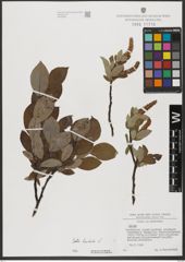 Foto von Salix hastata L.